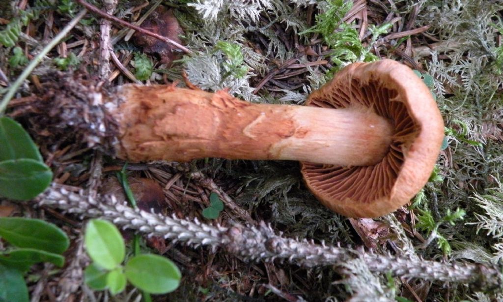 Bellissimo Cortinarius